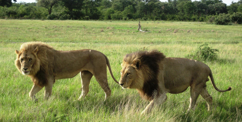 Lion pair